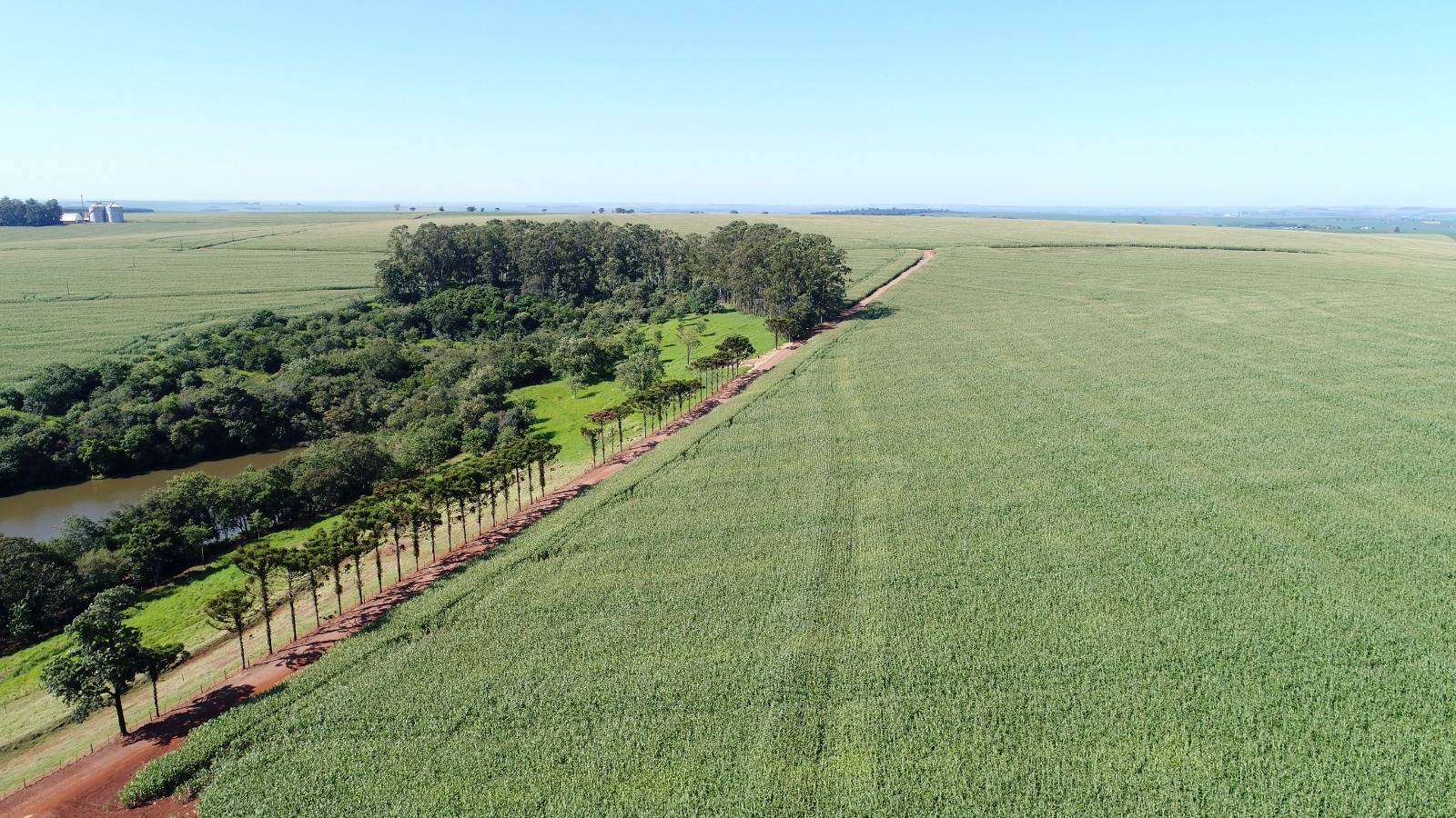 Vista aérea de estrada de terra e plantação de milho